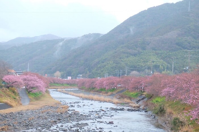 Kawazu zakura được đặt tên cho loại hoa anh đào nở sớm, bởi hoa được phát hiện lần đầu tiên tại thị trấn Kawazu của tỉnh Shizuoka1