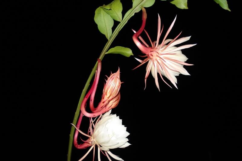  6 loài hoa “ngủ ngày cày đêm”, khi nở bung sắc rực rỡ, tỏa hương khắp nhà
