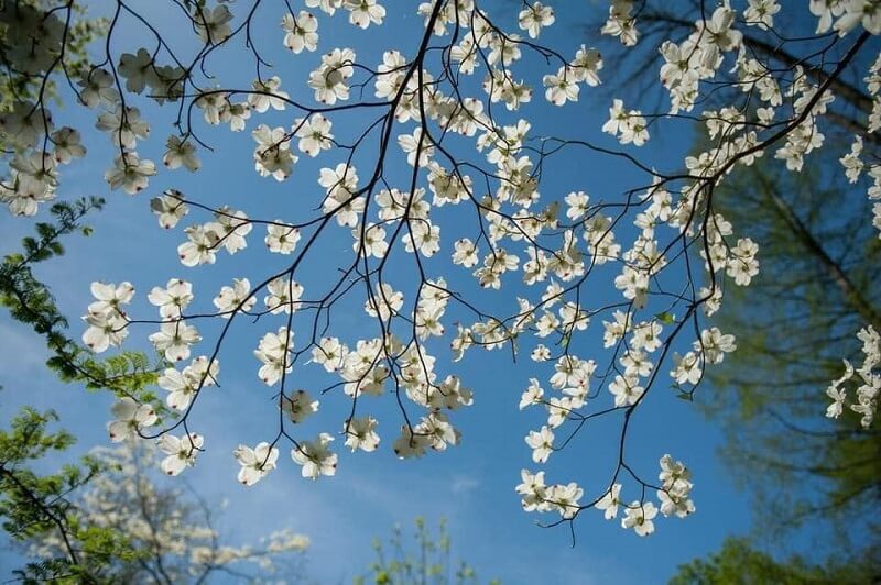 Tháng 3 hoa ban đua nhau khoe sắc, Đà Lạt đẹp tựa như một “bản tình ca trắng”