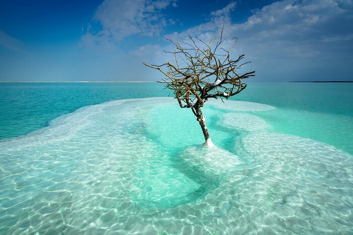 Độc đáo với loại cây đơn độc mọc giữa đảo muối ở biển Chết8