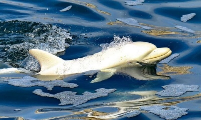 Chú cá heo này có khả năng khoảng 1 tháng tuổi và dài tầm 1 mét2