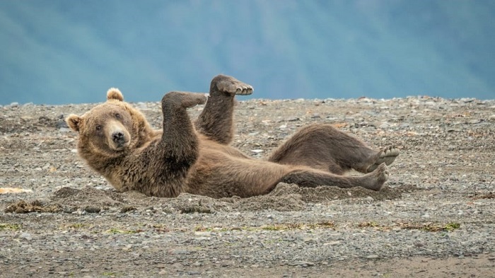 Một chú gấu nhỏ đang cố gắng nhảy nhỏ vui đùa trên cát ở hồ Clarke (Alaska). Ảnh: Janet Miles7