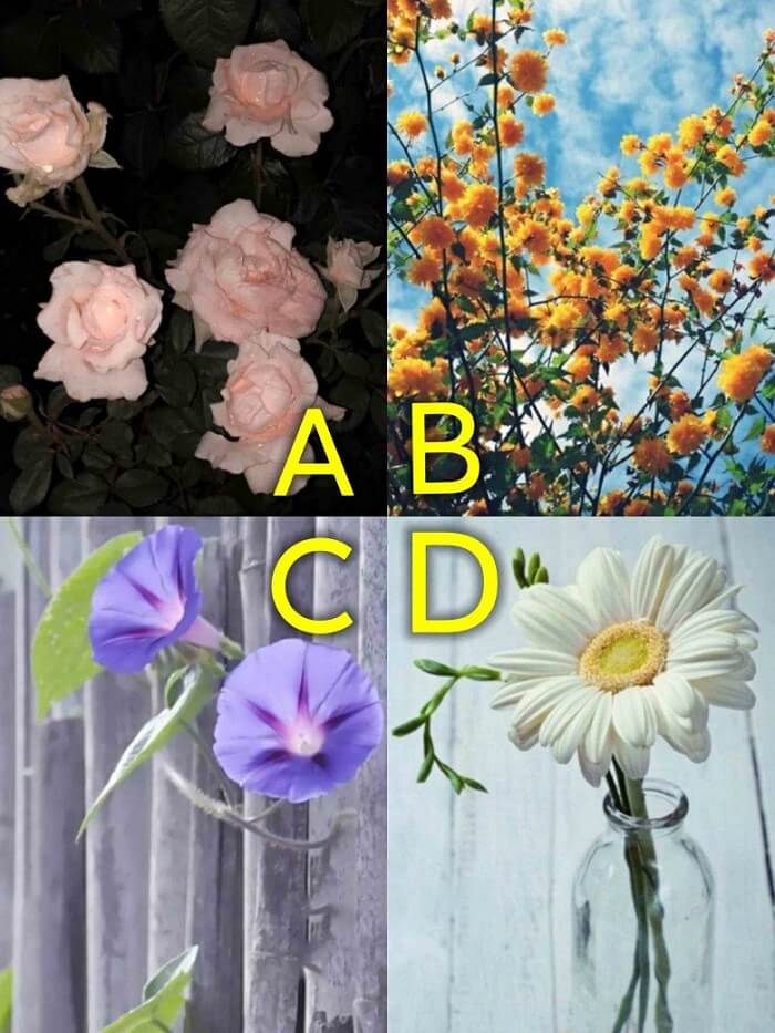 Theo bạn, loài hoa nào đẹp nhất?