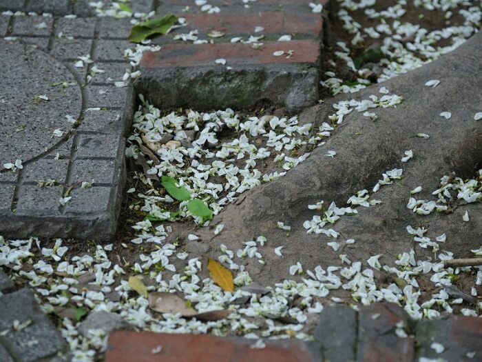 Những cánh hoa trắng rụng cũng khiến đường phố trở nên thơ mộng, lãng mạn hơn.