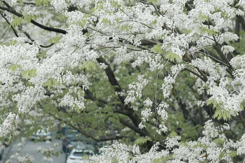  Tháng 4 về, ngắm sắc trắng tinh khôi của hoa sưa giữa lòng Thủ đô