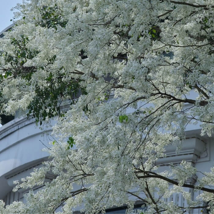 Từ xa, cây sưa rất dễ nhận ra với nhiều chùm hoa trắng muốt, nổi bật giữa những chồi non xanh biếc. 